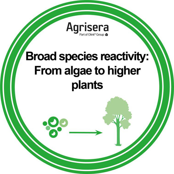 Agrisera抗体反应性 